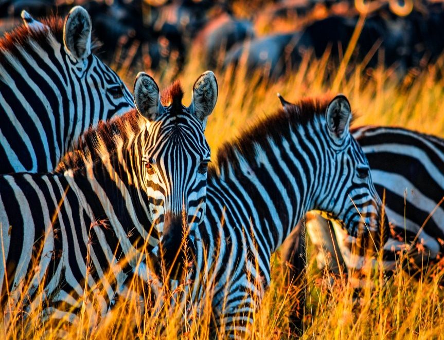 Кения: Заповедник Масаи-Мара