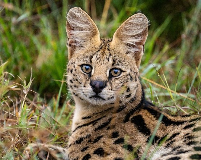 Кения: Заповедник Масаи-Мара