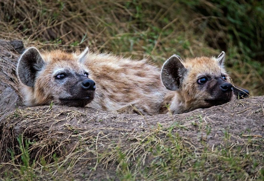 Кения: Заповедник Масаи-Мара