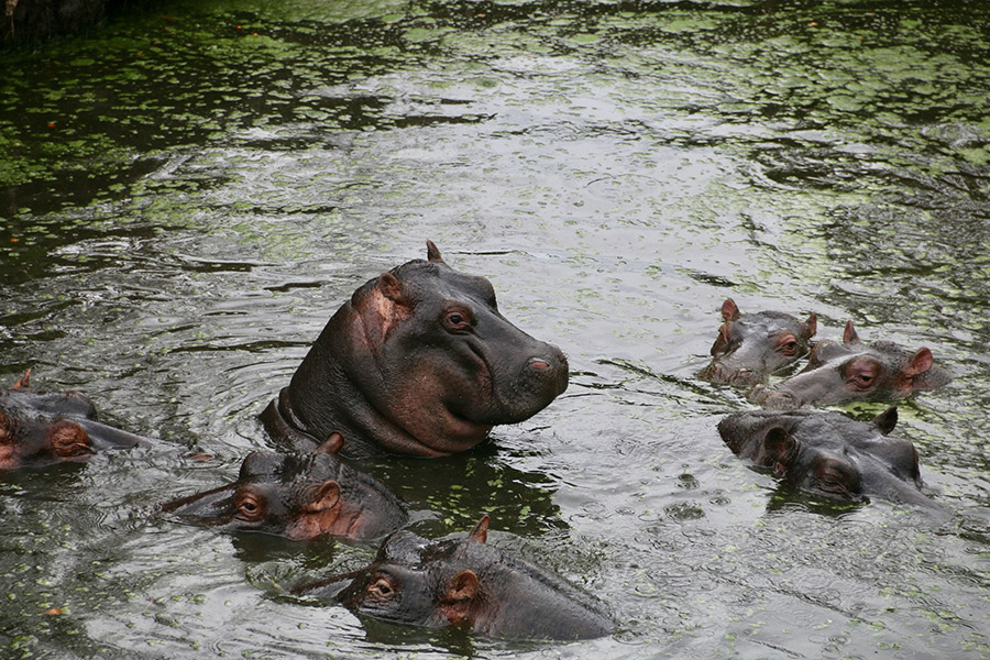 Кения: Масаи-Мара