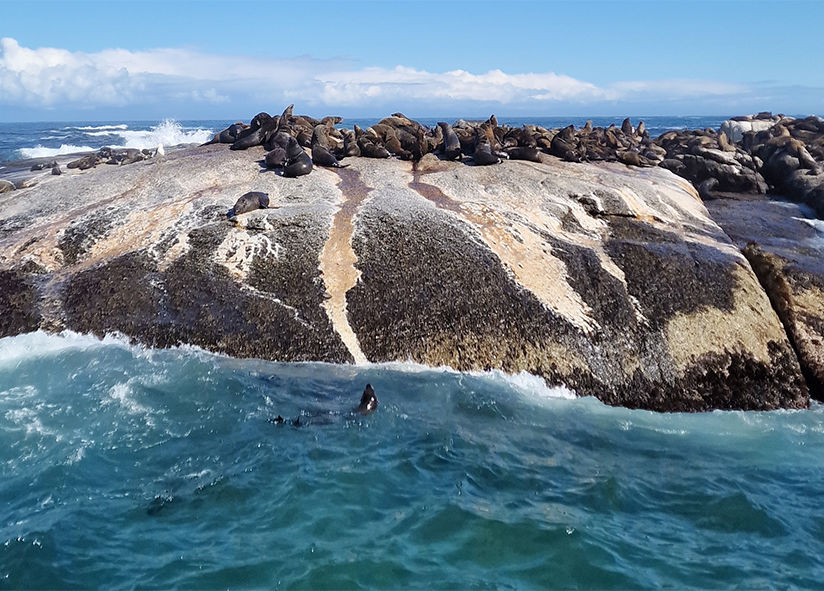 ЮАР: Кейптаун, остров Морских котиков