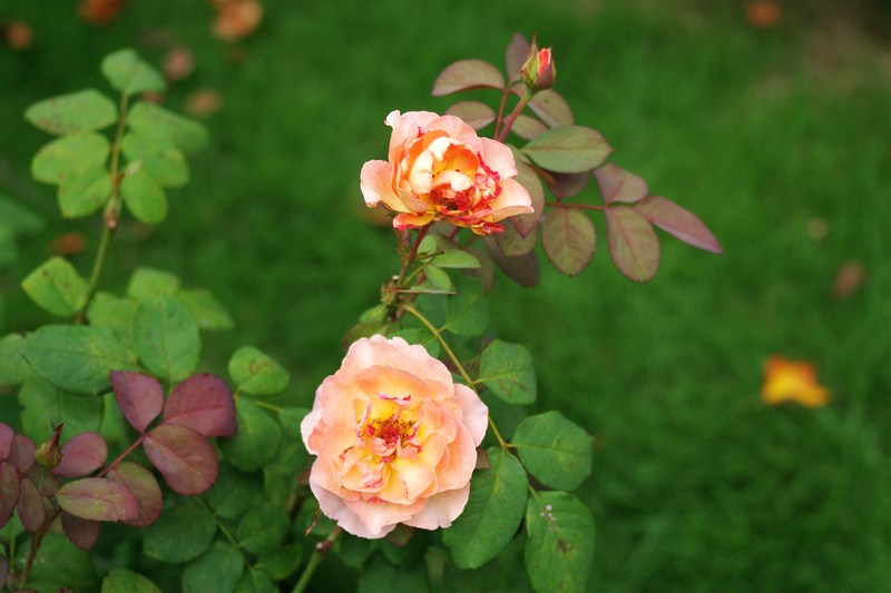 Оман: отдых в горах