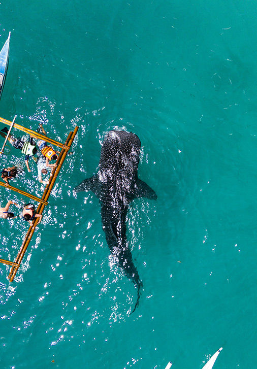 Филиппины: Себу, китовые акулы