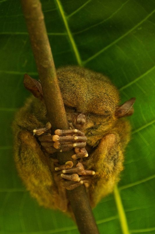 Филиппины: Бохоль, долгопят