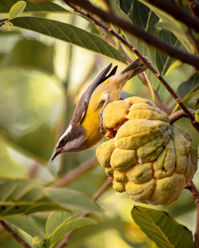 Бразилия: Рио-де-Жанейро