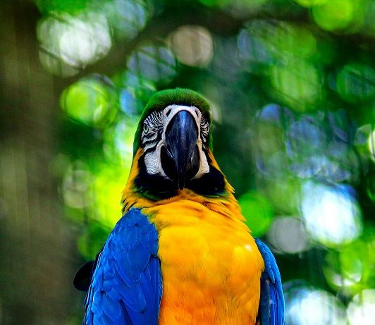 Бразилия: Фоз-де-Игуасу, водопады Игуасу