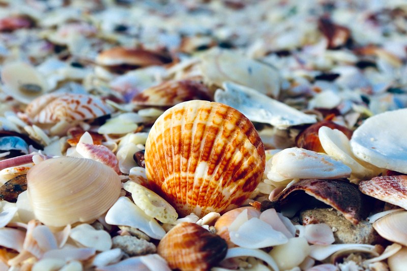 ОАЭ: Шарджа