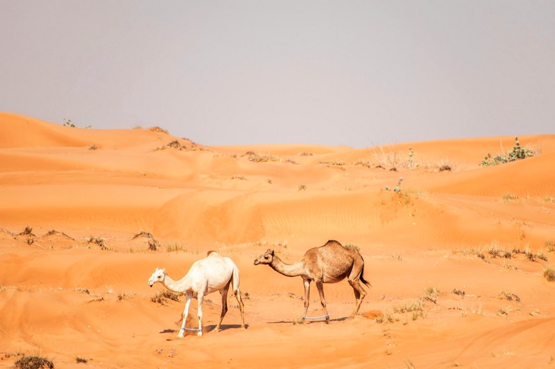 ОАЭ: Шарджа