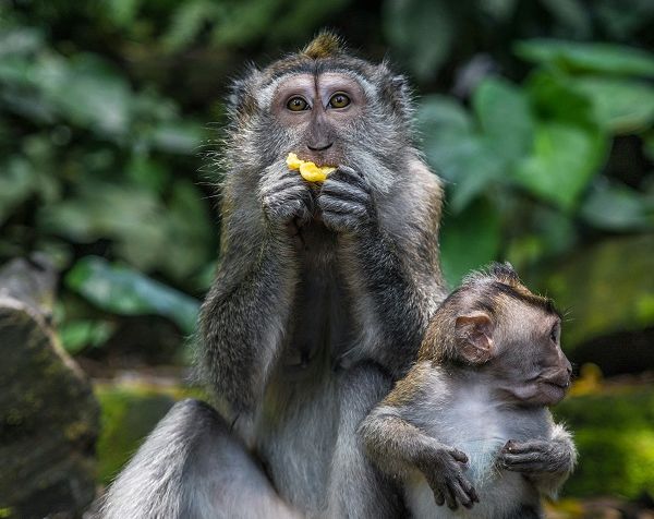 Индонезия: Бали, Убуд