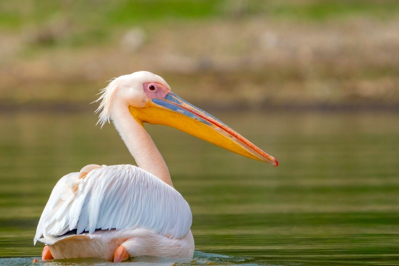 Кения: заповедник Сойсамбу