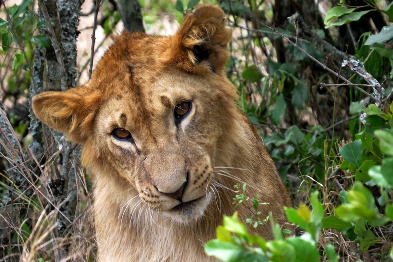 Кения: заповедник Ол Педжета