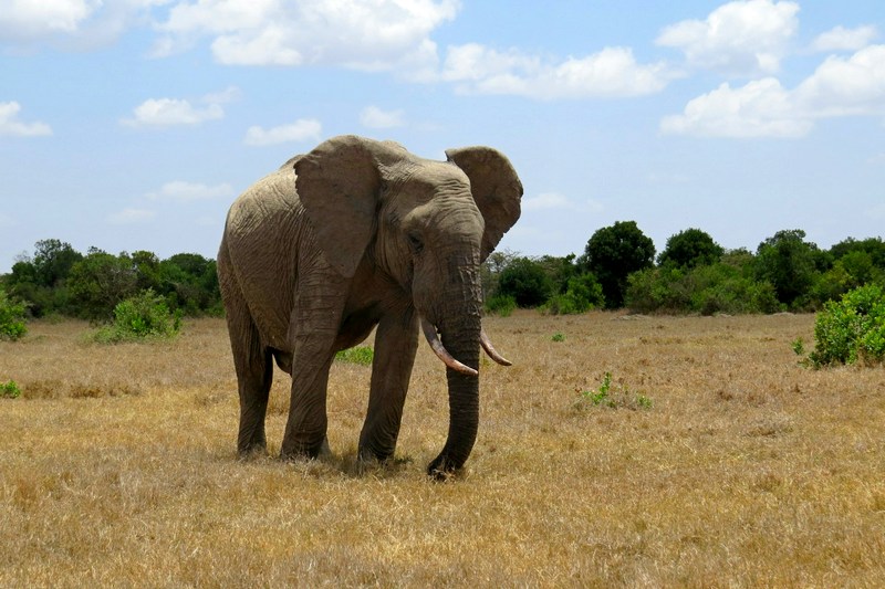 Кения: заповедник Ол Педжета