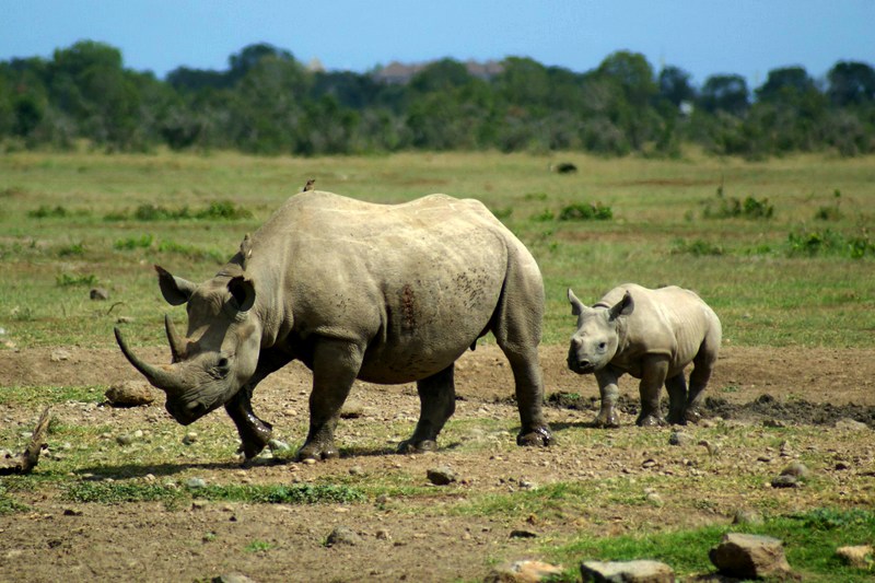 Кения: Ол Педжета