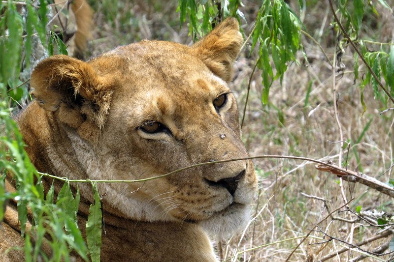 Кения: Ол Педжета