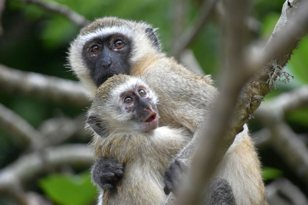 Кения: Ол Педжета