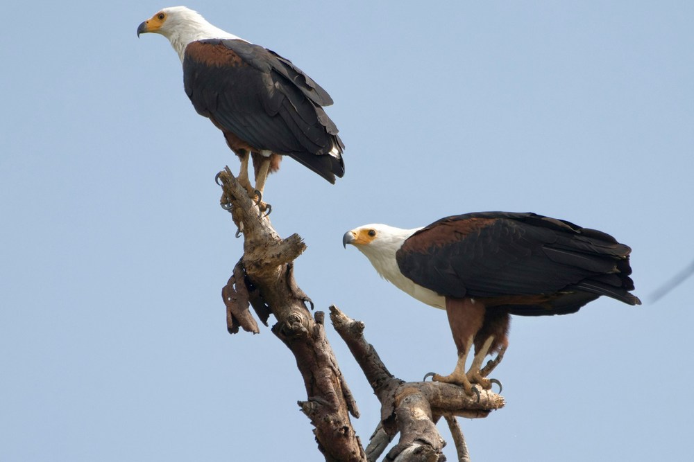 Кения: озеро Найваша