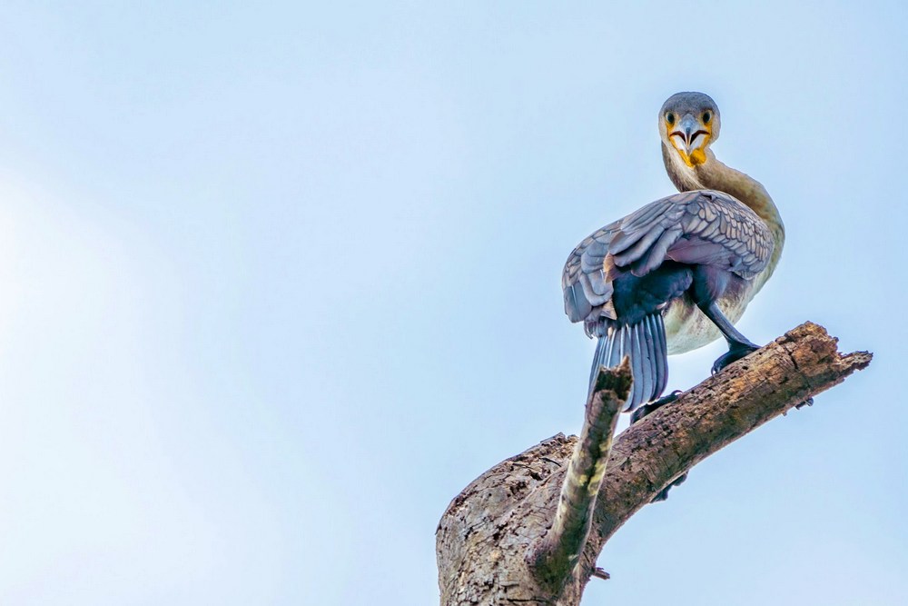 Кения: озеро Найваша