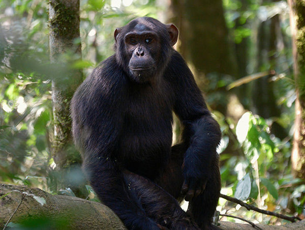 Уганда: Национальный парк лес Кибале
