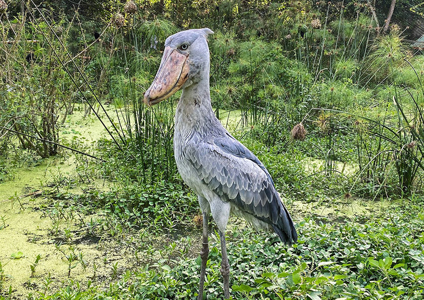 Уганда: Болота Бигоди