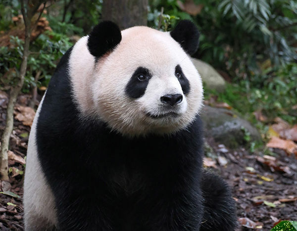 Китай: Чэнду