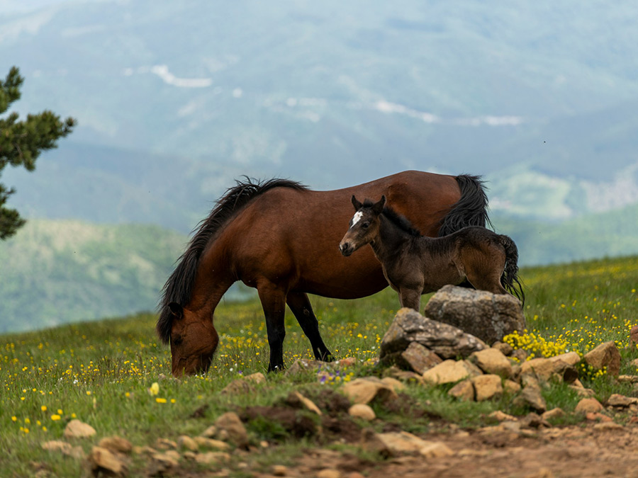 Природа Сербии