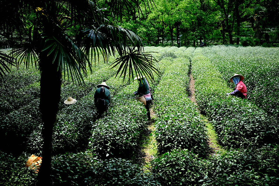 Китай: Ханчжоу, чайная плантация