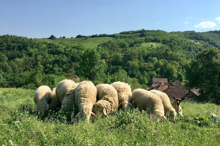 Сербия: деревня