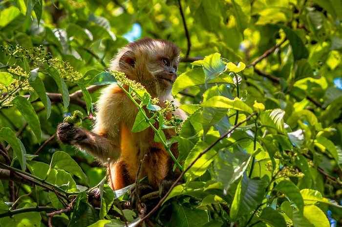 Бразилия: Бонито