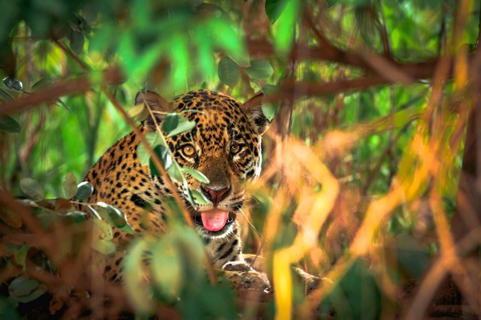 Бразилия: Пантанал