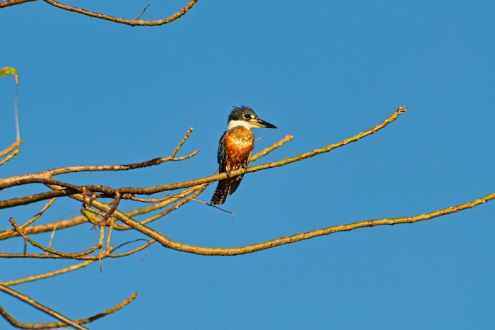 Бразилия: Пантанал