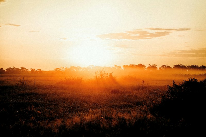 Бразилия: Пантанал
