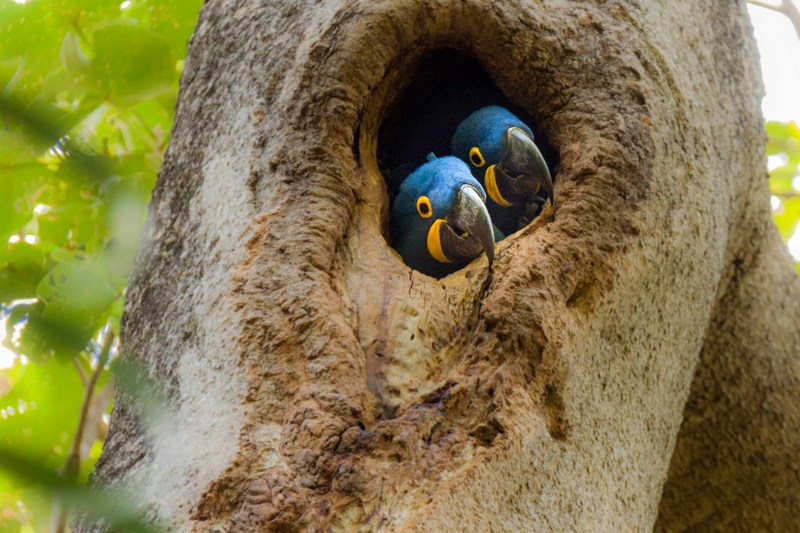 Бразилия: Пантанал