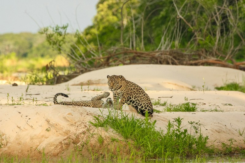 Бразилия: Пантанал