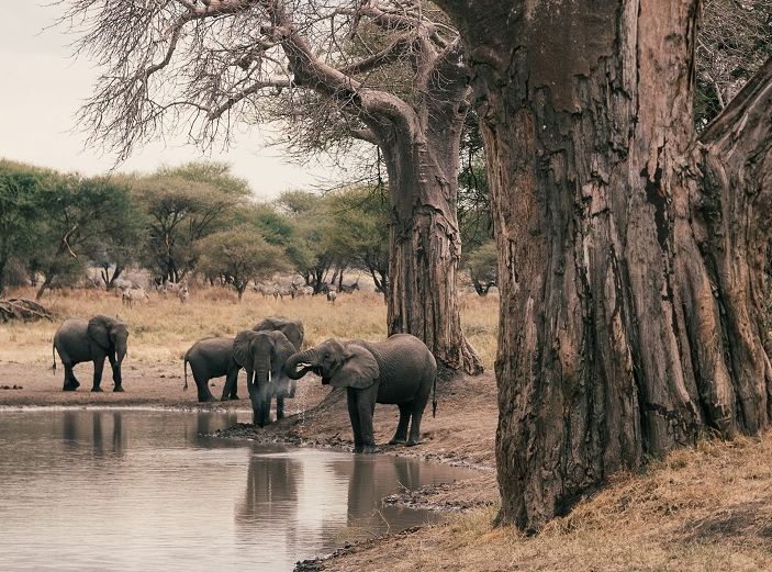 Танзания: Тарангире