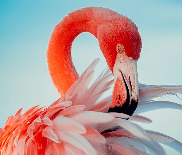 Танзания: парк озеро Натрон