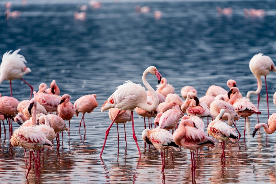 Танзания: парк озеро Натрон