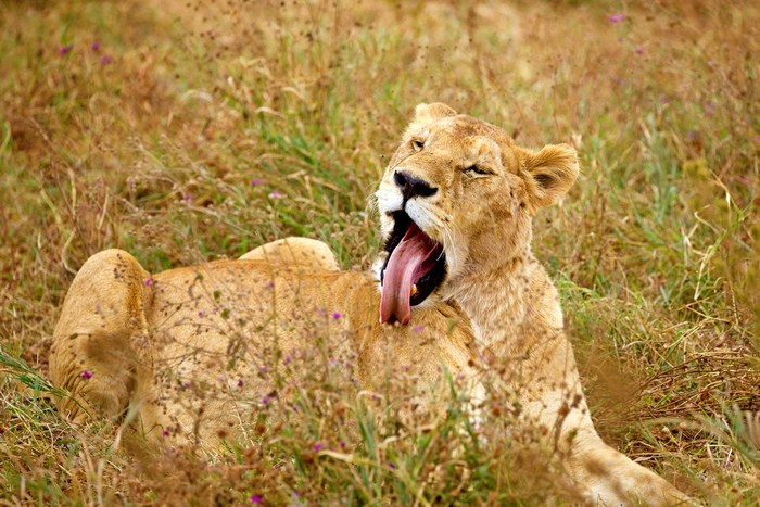 Танзания: Нгоронгоро