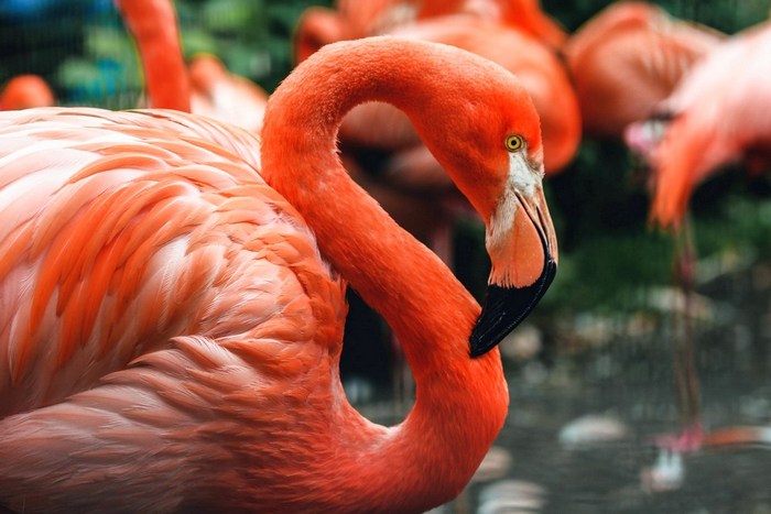 Танзания: озеро Маньяра