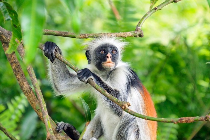 Танзания: Занзибар