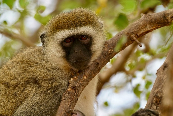 Танзания: Тарангире