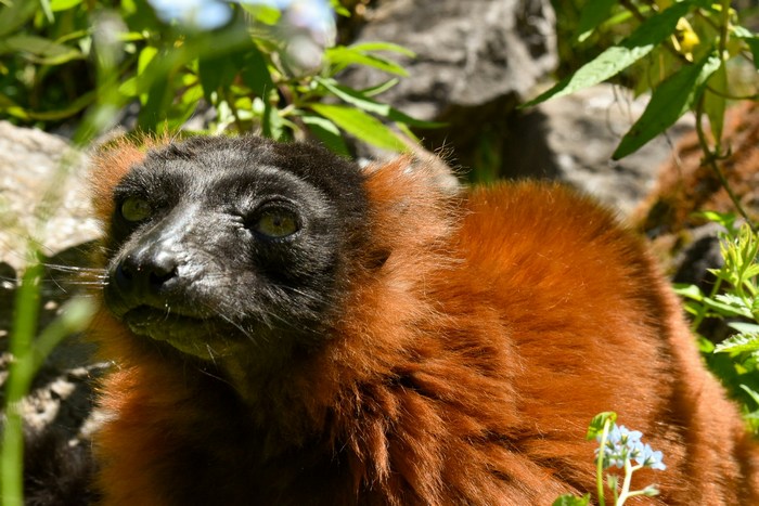 Мадагаскар: Масуала