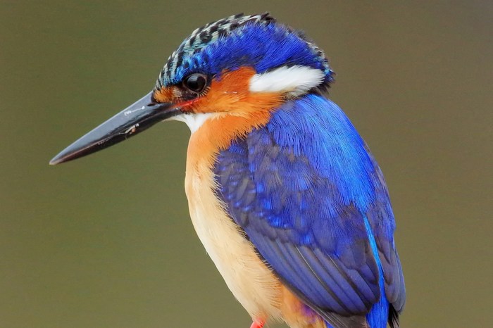 Мадагаскар: Масуала