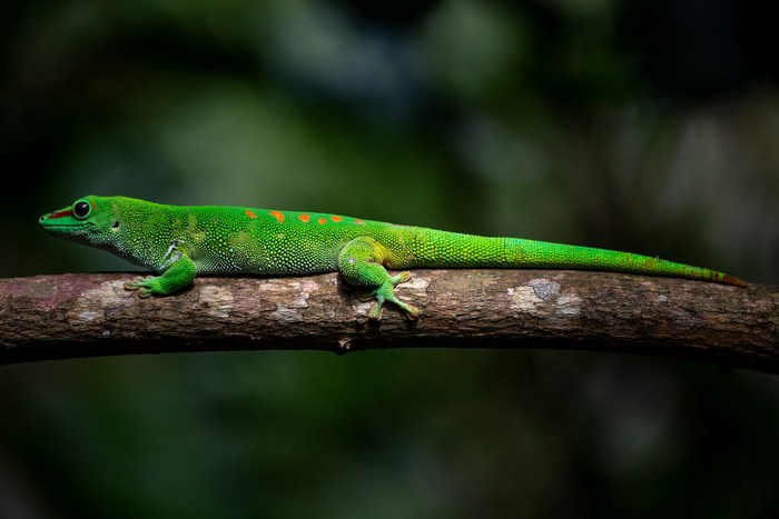 Мадагаскар: Масуала