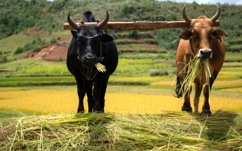 Мадагаскар: Антананариву