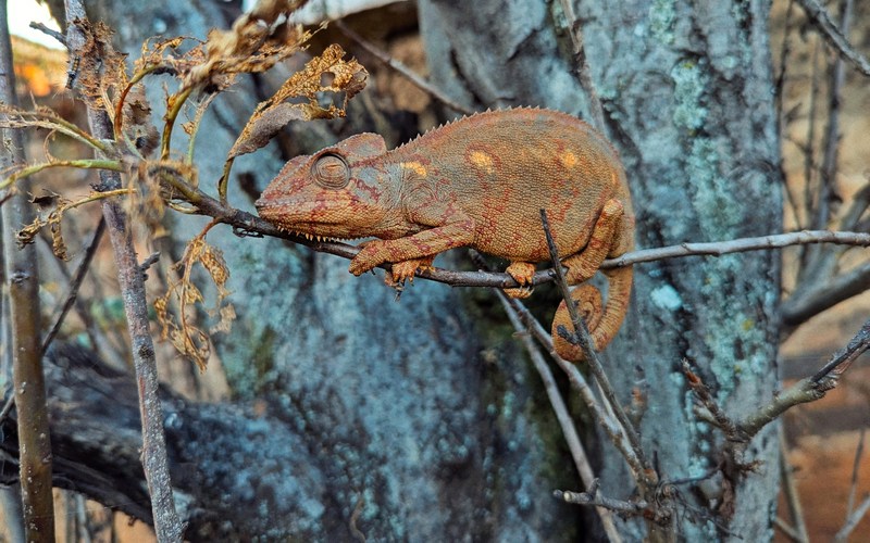 Мадагаскар: Анцирабе