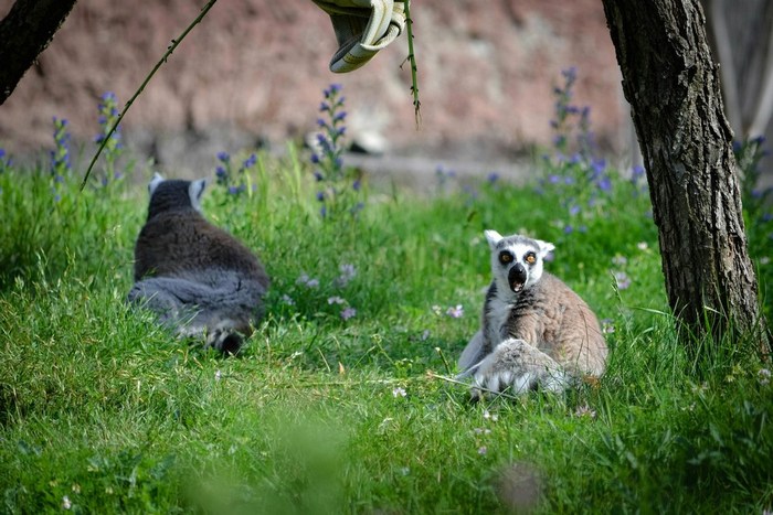 Мадагаскар: Анья