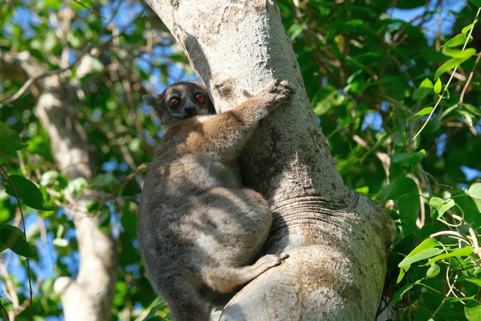Мадагаскар: Ифати