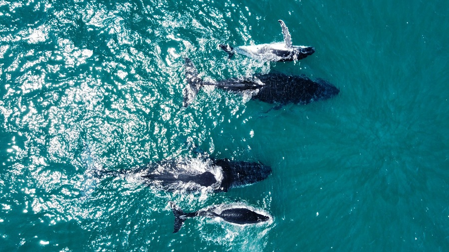 ЮАР: Херманус