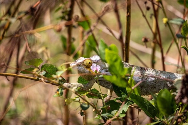 Мадагаскар: остров Нуси-Бе