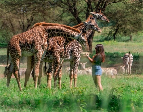 Танзания: Serval Wildlife Lodge